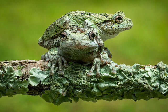 Gray Treefrogs print
