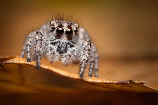 Habronattus agilis print