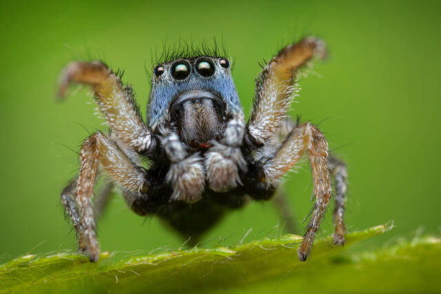 Habronattus borealis print