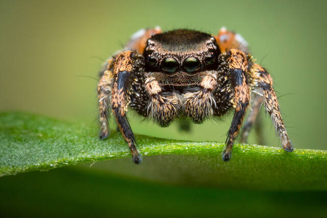 Habronattus brunneus print