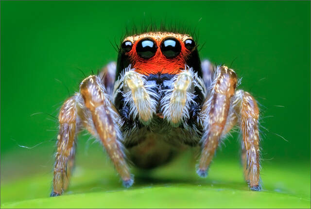 Habronattus coecatus print