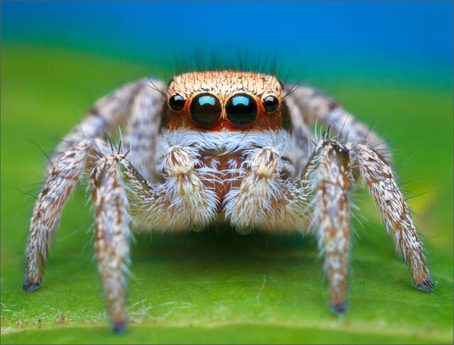 Habronattus agilis  print