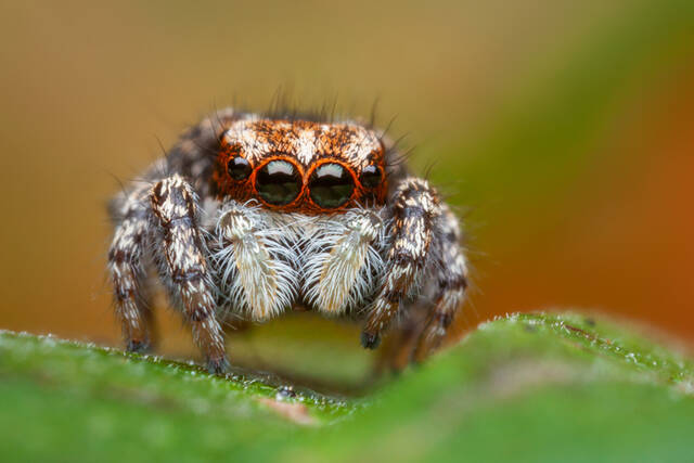 Habronattus agilis print