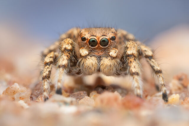 Habronattus amicus print