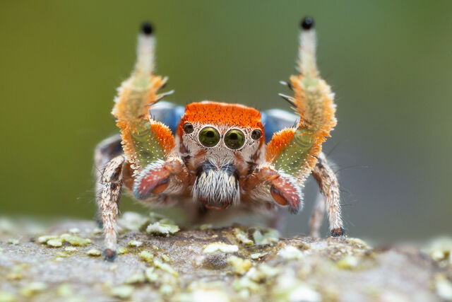 Habronattus arcalorus print