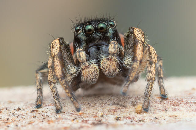 Habronattus borealis/coecatus hybrid print