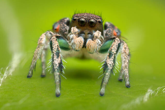 Habronattus calcaratus calcaratus print