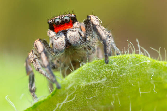 Habronattus coecatus print