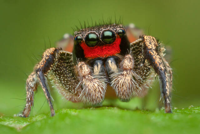 Habronattus coecatus print