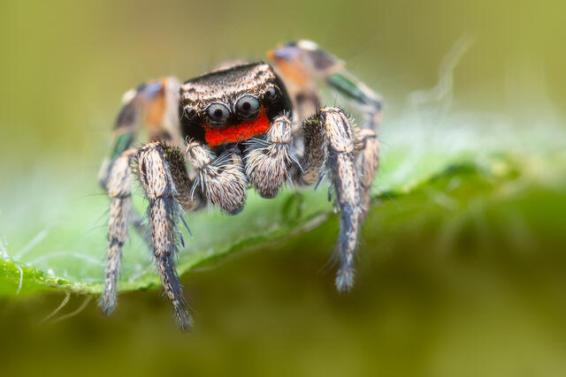 Habronattus coecatus print