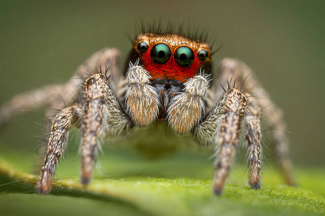 Habronattus coecatus print