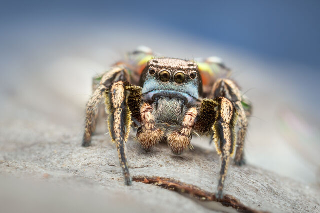 Habronattus cuspidatus print