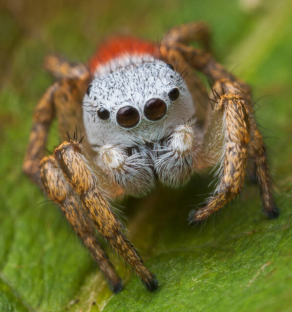 Habronattus decorus print