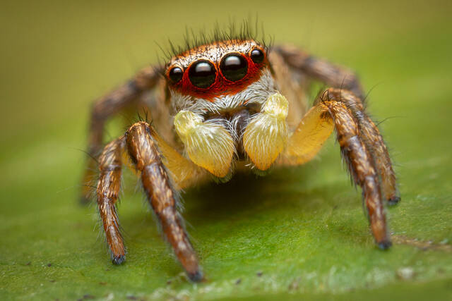 Habronattus decorus print