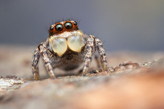 Habronattus georgiensis print