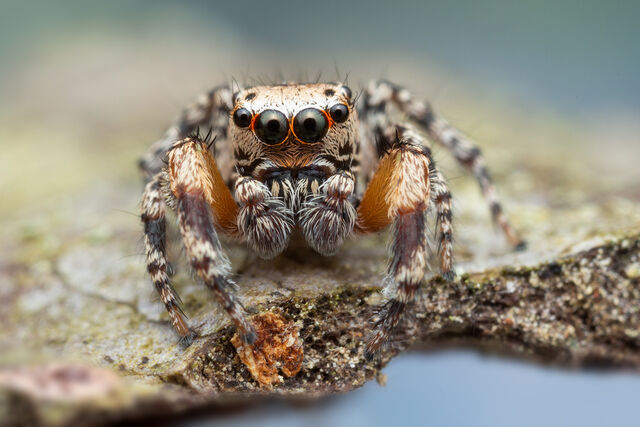 Habronattus geronimoi print