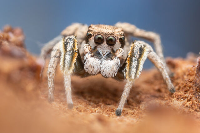 Habronattus gilaensis print