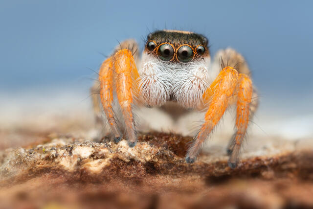 Habronattus icenoglei print
