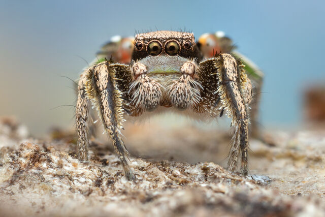 Habronattus klauseri print