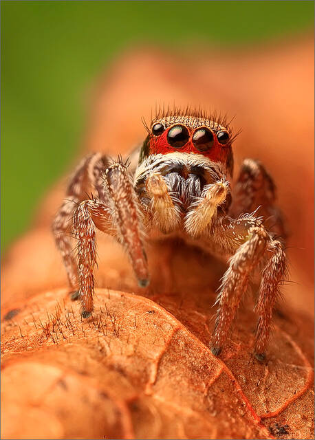 Habronattus print