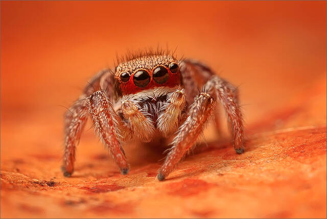 Habronattus print