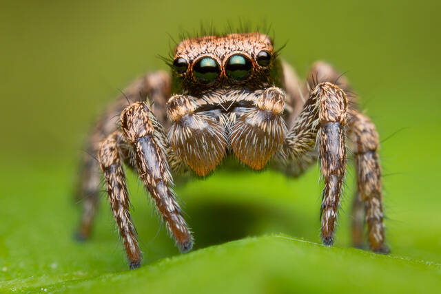 Habronattus oregonensis print