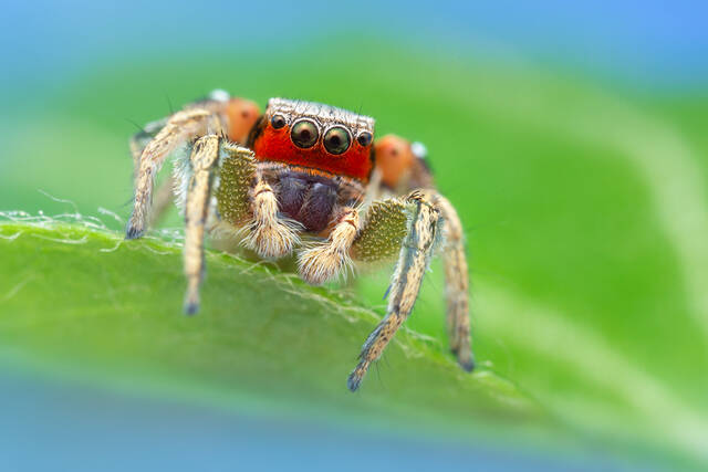 Habronattus pyrrithrix print