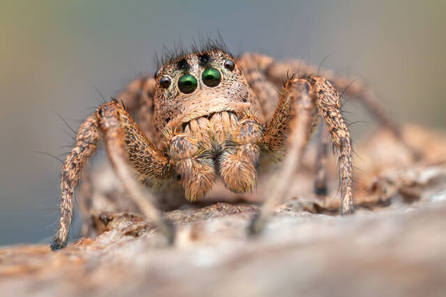 Habronattus sansoni print
