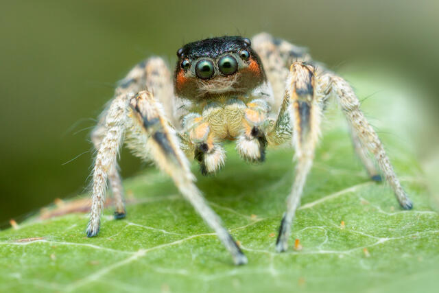 Habronattus tarsalis print