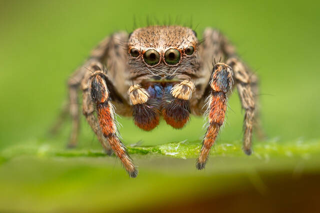 Habronattus texanus print
