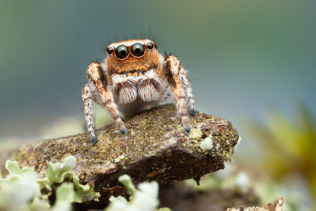 Habronattus tranquillus print