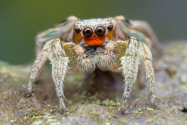 Habronattus virgulatus print