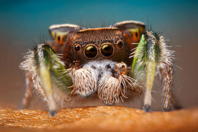 Habronattus viridipes print