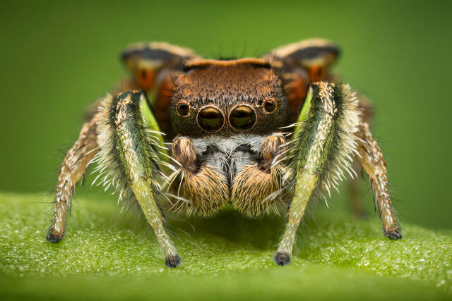 Habronattus viridipes print