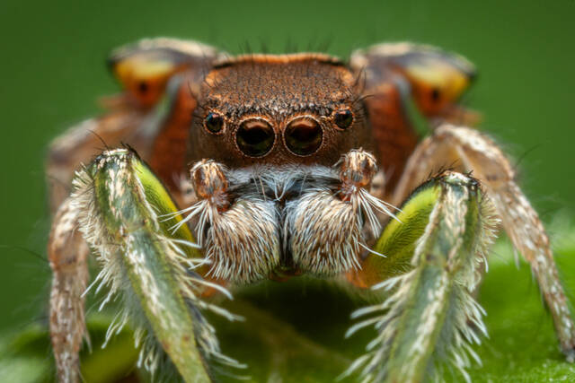 Habronattus viridipes print