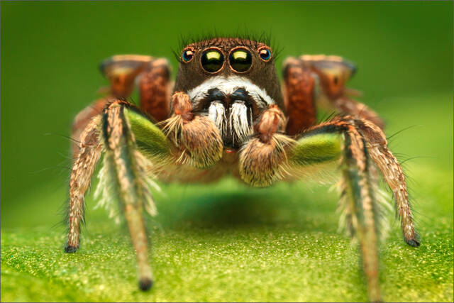 Habronattus Viridipes print