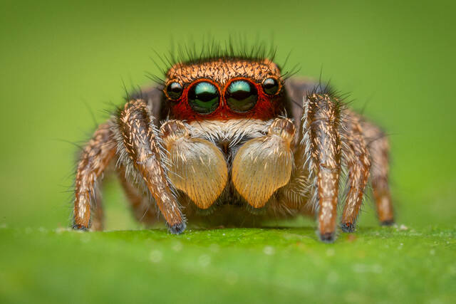 Habronattus viridipes print