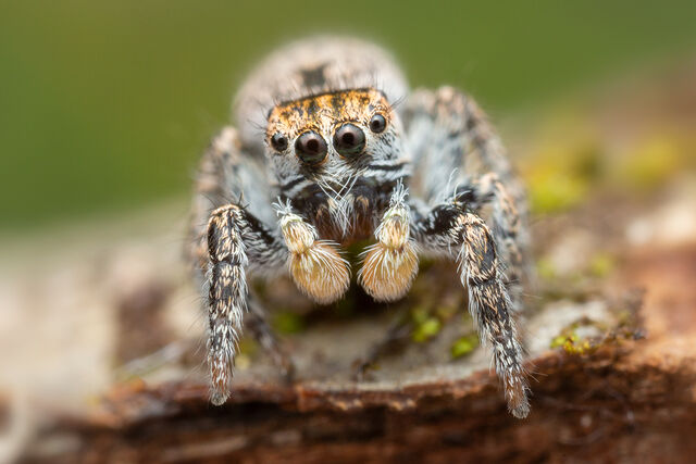 Habronattus venatoris print