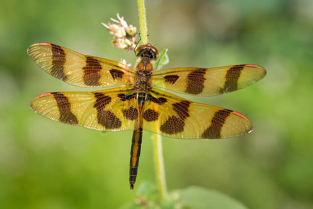 Halloween Pennant (male) print