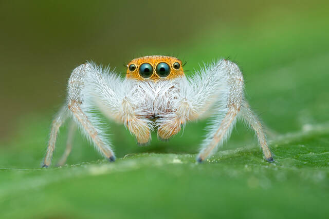 Hentzia mitrata (White Jawed Jumper) print