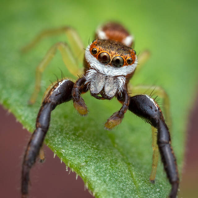 Hentzia palmarum print