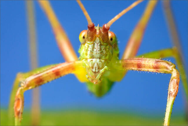 Katydid print