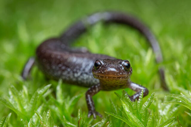 Red-backed Salamander (Leadback form) print
