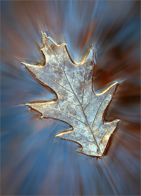 Leaf Print print