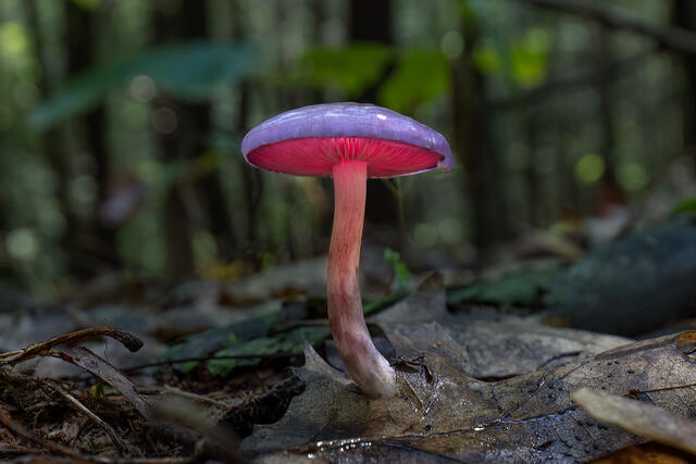 Spotted Cort Mushroom print