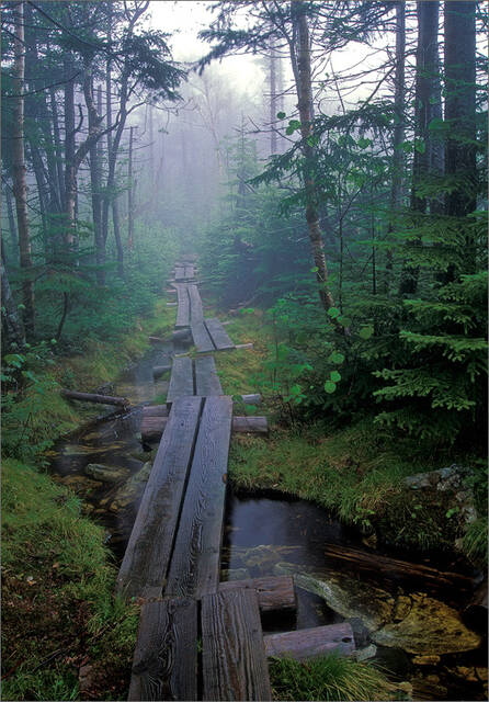 The Long Trail print
