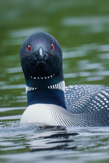 Common Loon print