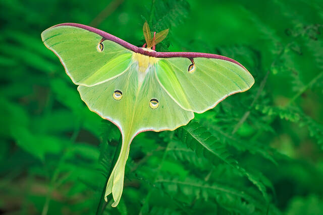 Luna Moth print