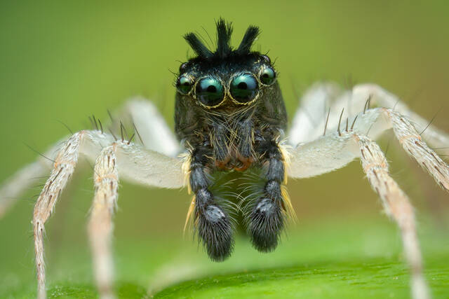 Maevia inclemens (Dimorphic Jumper) print