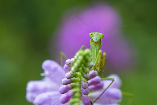 Praying Mantis print